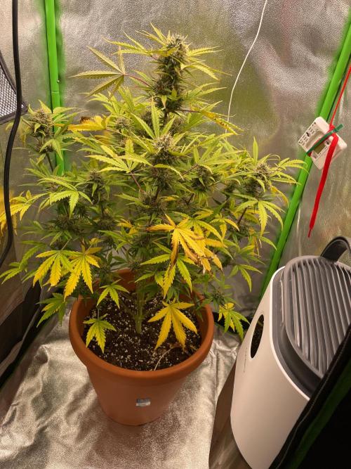 my first lemon haze auto plant. Week 6
