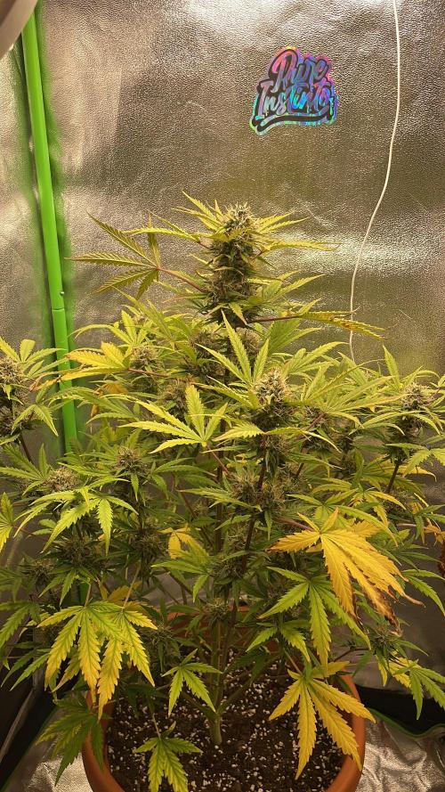 my first lemon haze auto plant. Week 7