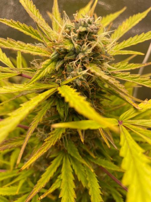 my first lemon haze auto plant. Week 7