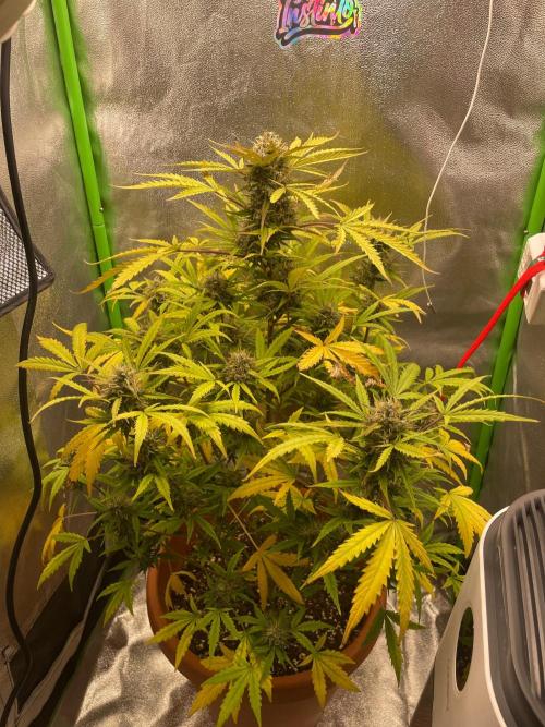 my first lemon haze auto plant. Week 7