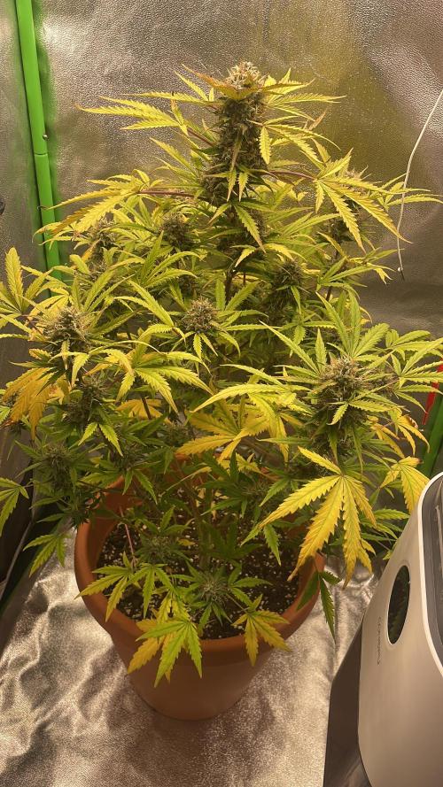 my first lemon haze auto plant. Week 8