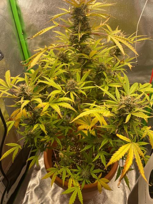 my first lemon haze auto plant. Week 8