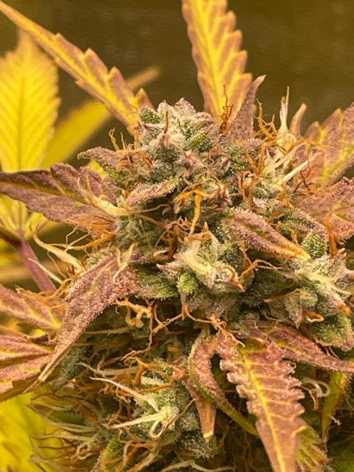 my first lemon haze auto plant. Week 8