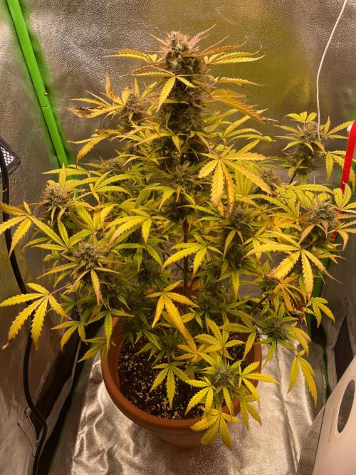 my first lemon haze auto plant. Week 8