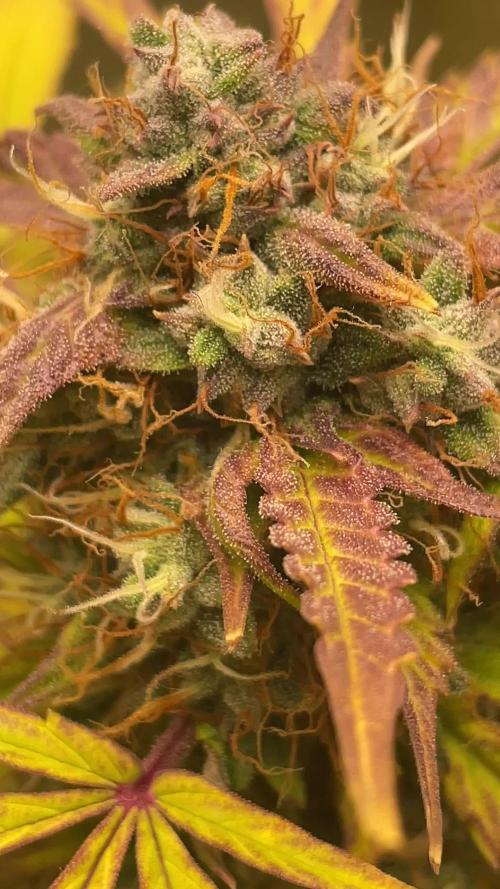 my first lemon haze auto plant