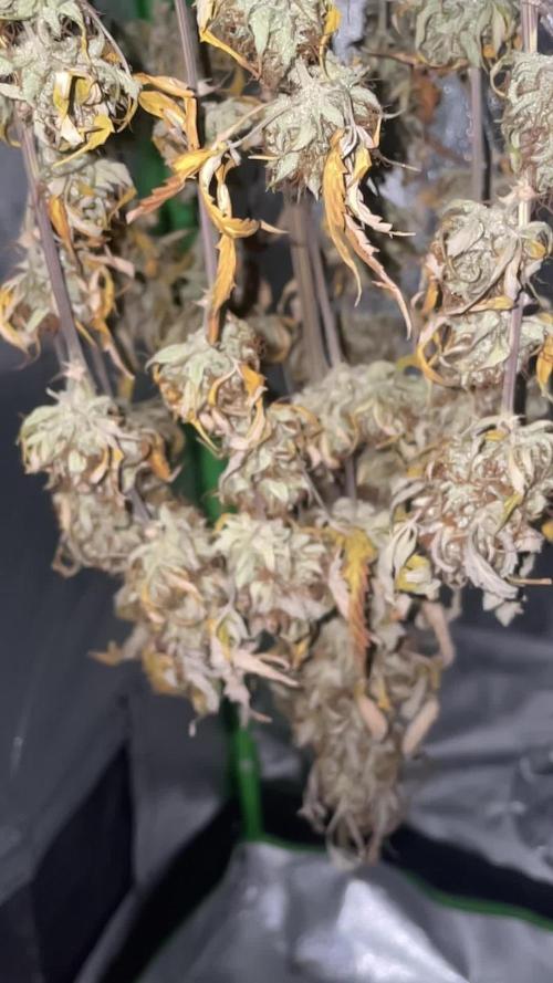 my first lemon haze auto plant