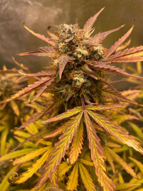 my first lemon haze auto plant. Week 9