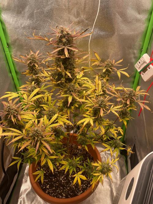 my first lemon haze auto plant. Week 9