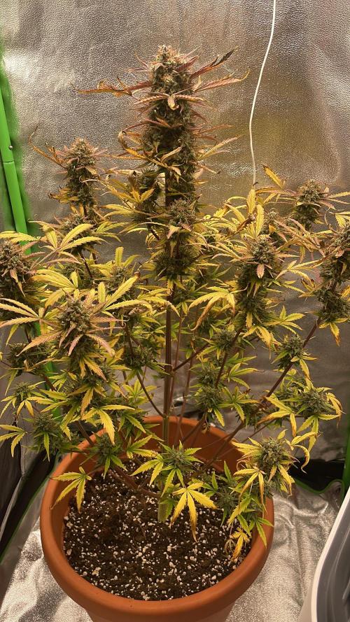 my first lemon haze auto plant. Week 9