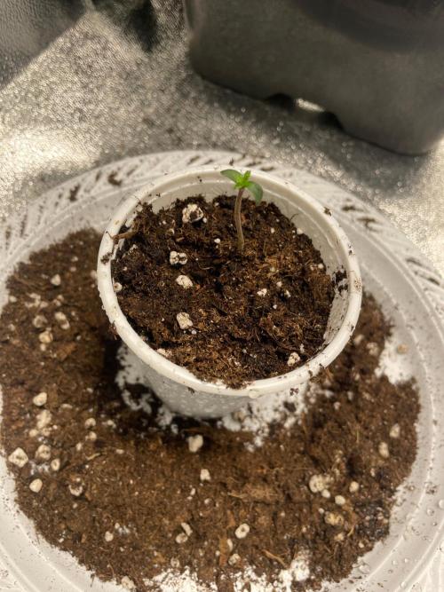 2 Cicle. Week 1 - Lh2p