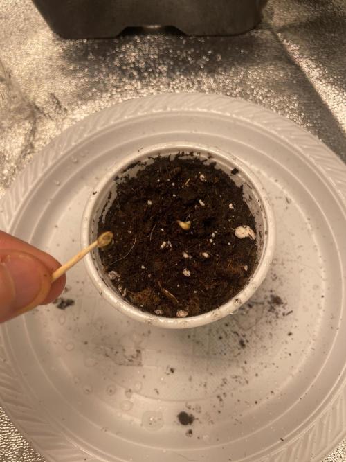 2 Cicle. Week 1 - loud