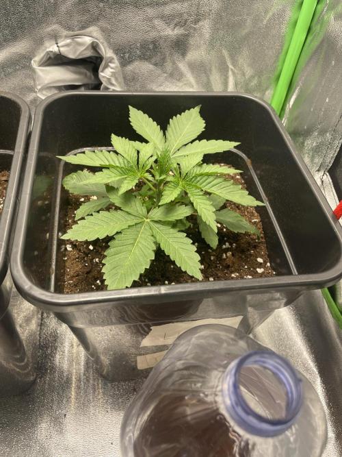 2 Cicle. Week 3 - 1ml bio grow