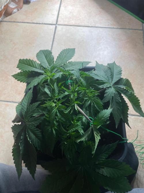 2 Cicle. Week 4