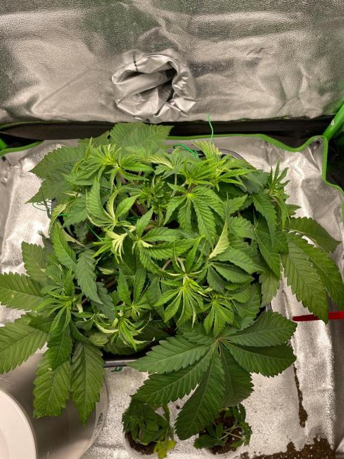 2 Cicle. Week 5