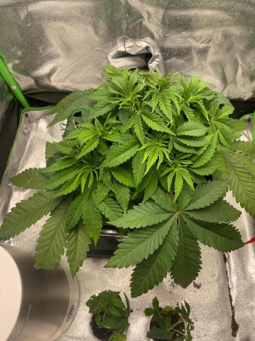 2 Cicle. Week 5