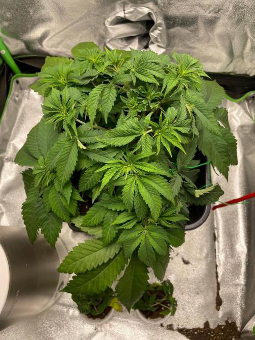 2 Cicle. Week 5