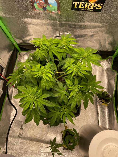 2 Cicle. Week 5