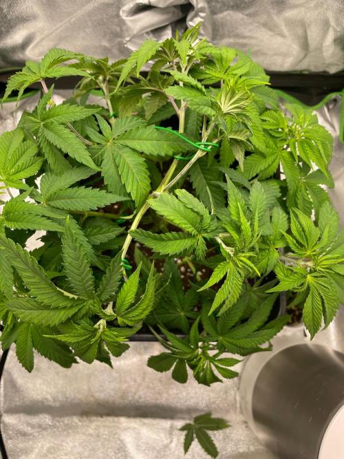 2 Cicle. Week 5