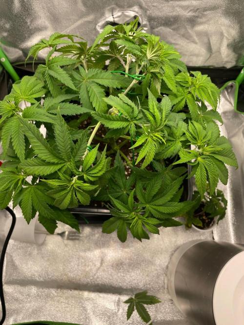 2 Cicle. Week 5