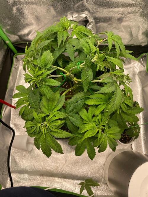 2 Cicle. Week 5