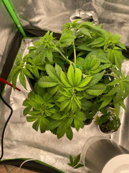 2 Cicle. Week 5