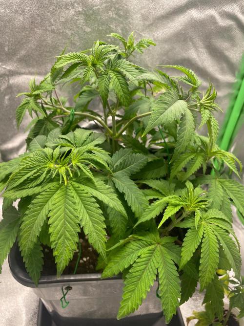 2 Cicle. Week 5
