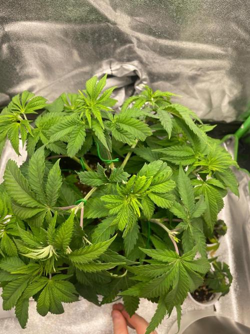 2 Cicle. Week 5