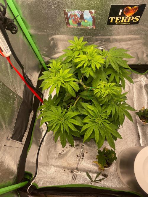 2 Cicle. Week 5