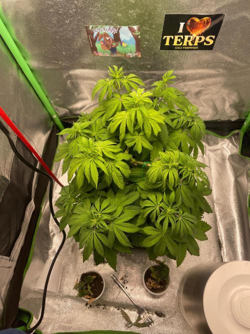 2 Cicle. Week 6