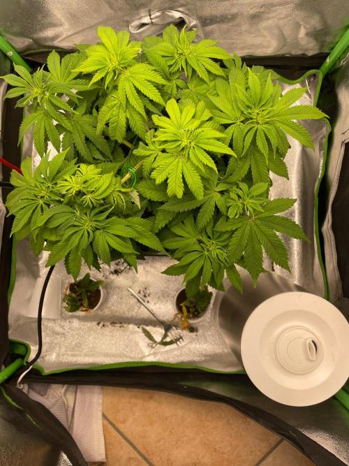 2 Cicle. Week 6