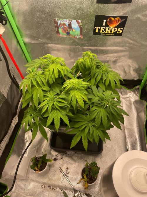 2 Cicle. Week 6