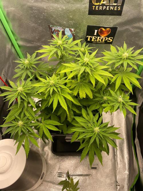 2 Cicle. Week 7