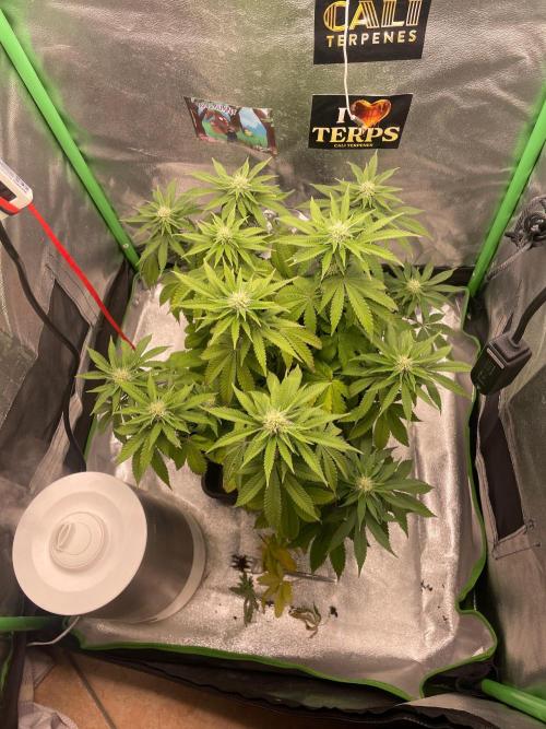 2 Cicle. Week 7