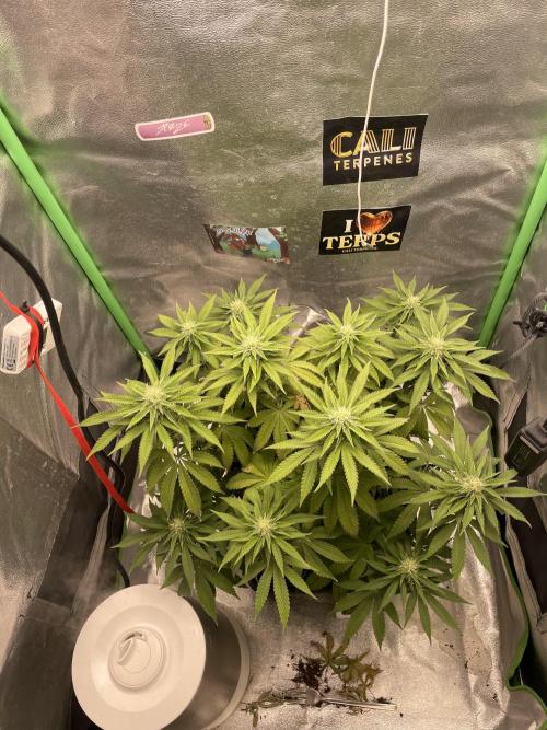 2 Cicle. Week 8