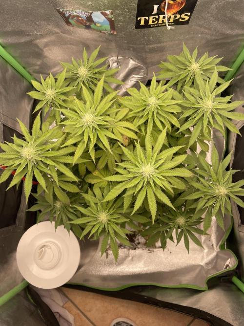 2 Cicle. Week 8