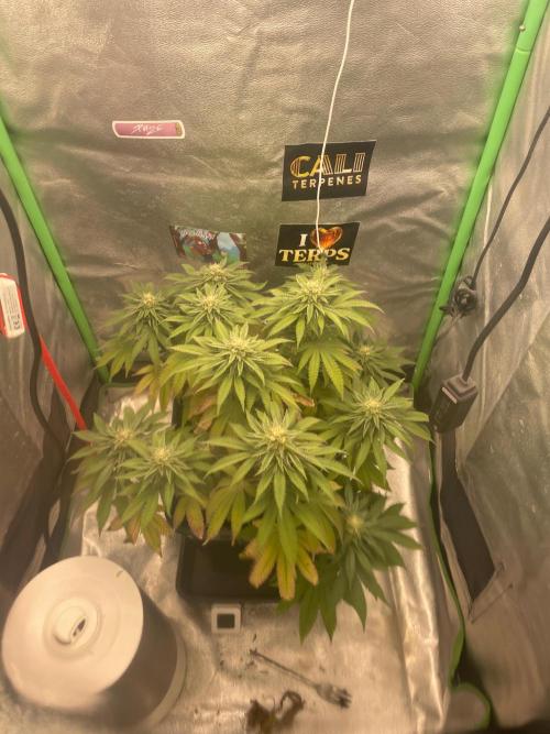 2 Cicle. Week 9