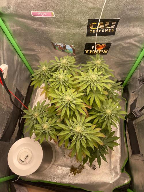2 Cicle. Week 9