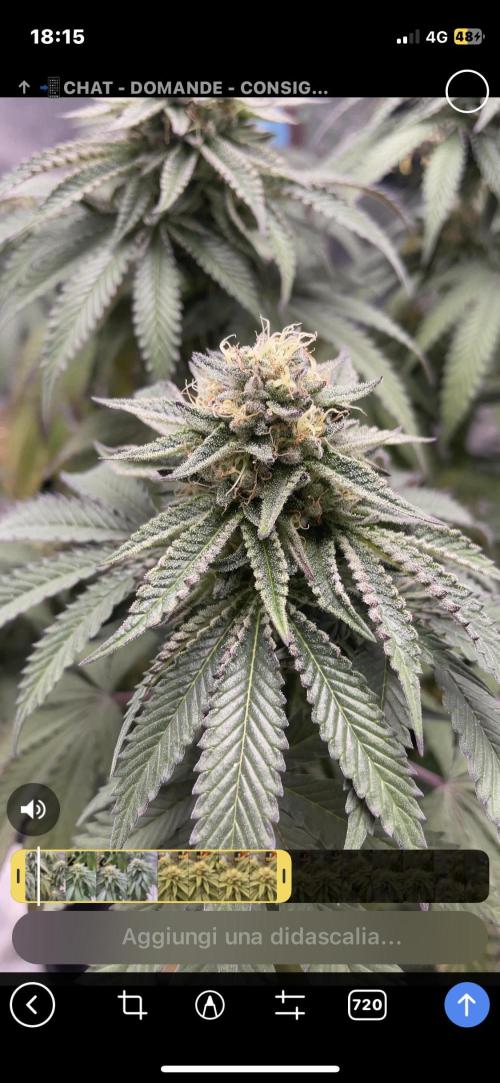 2 Cicle. Week 10
