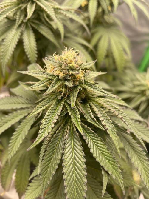 2 Cicle. Week 10