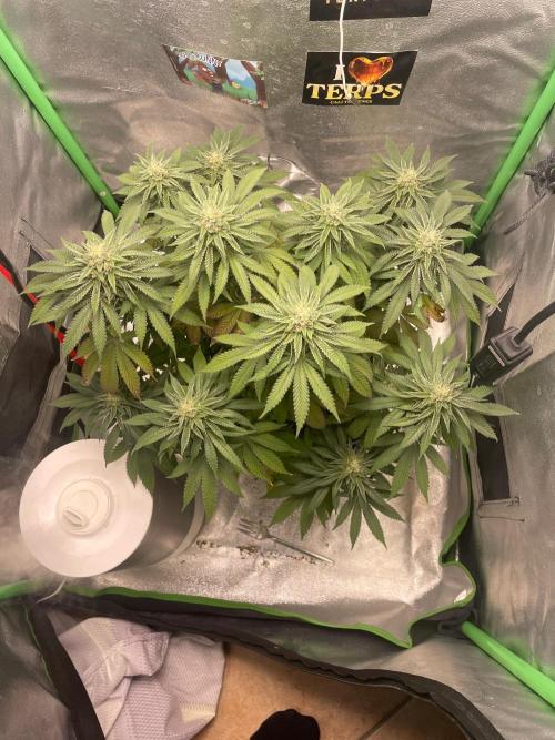 2 Cicle. Week 10