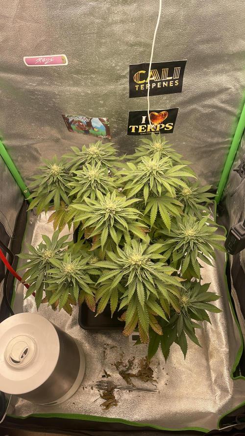 2 Cicle. Week 10