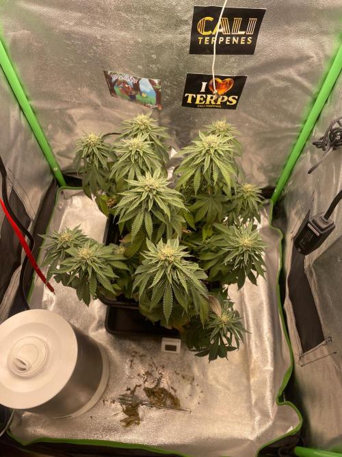 2 Cicle. Week 10