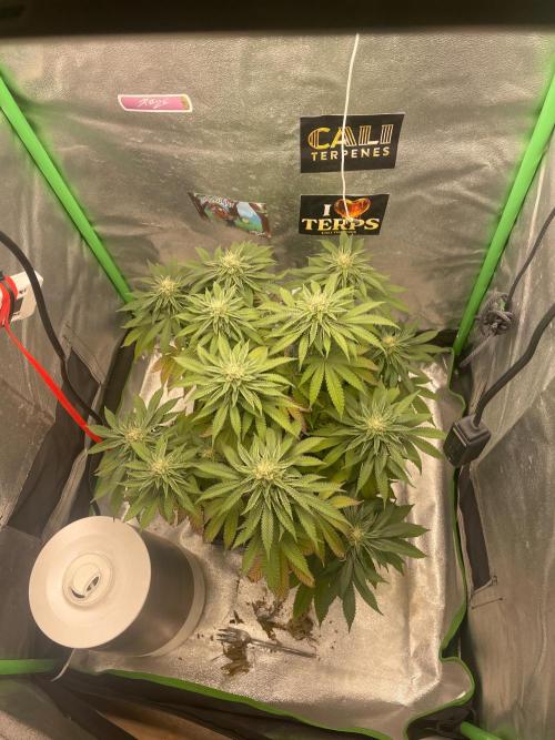 2 Cicle. Week 10