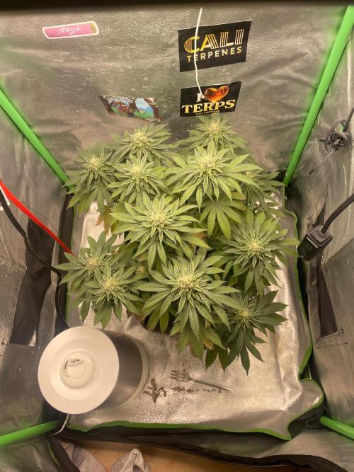 2 Cicle. Week 10