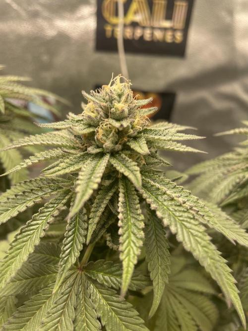 2 Cicle. Week 10