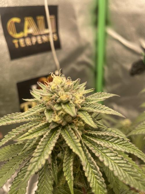 2 Cicle. Week 10