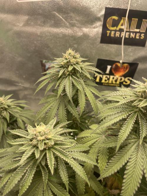 2 Cicle. Week 10