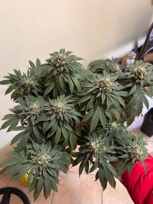 2 Cicle. Week 11