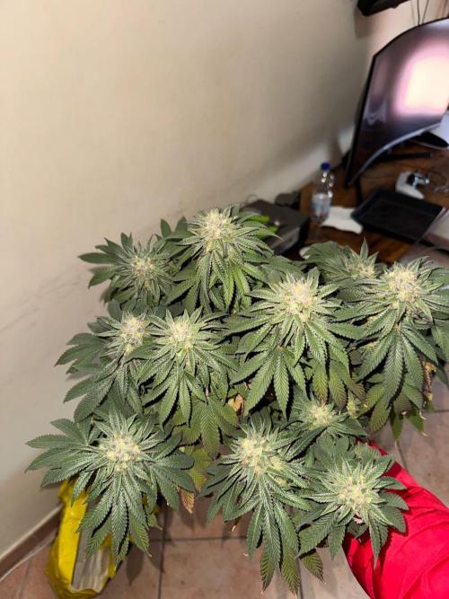 2 Cicle. Week 11