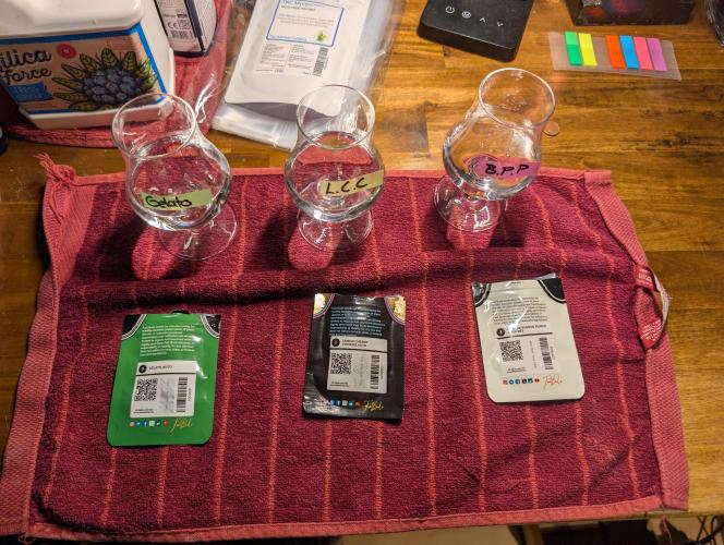 Fast Buds Run 🏽. Week 0 - 12h in water 

28.12.25